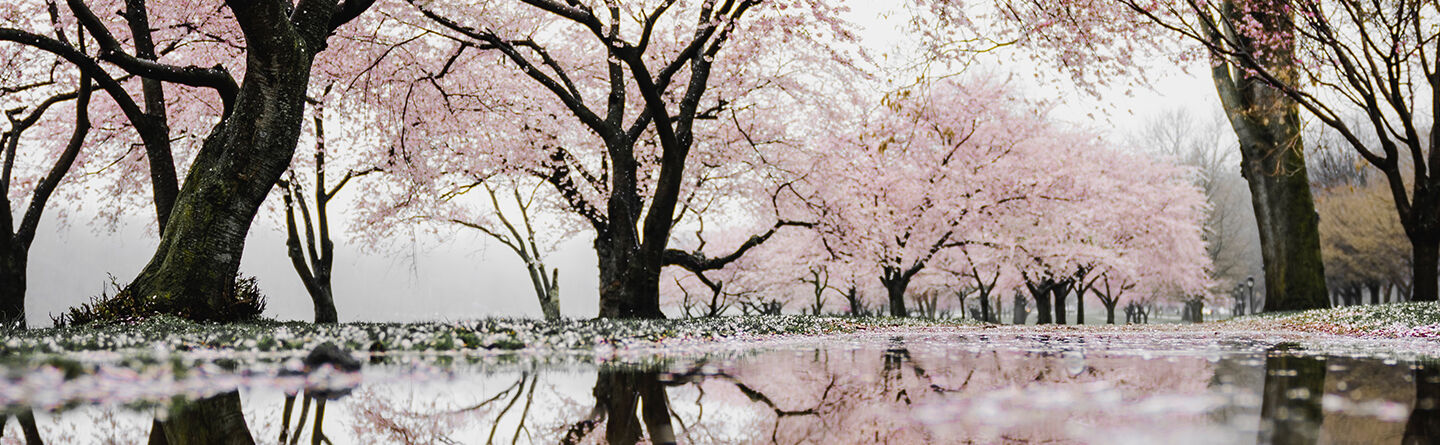 Cherry Blossom ring - KINDNESS